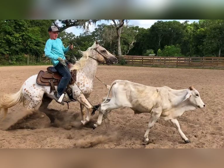 Quarter Pony Stute 9 Jahre 137 cm in Weatherford, TX
