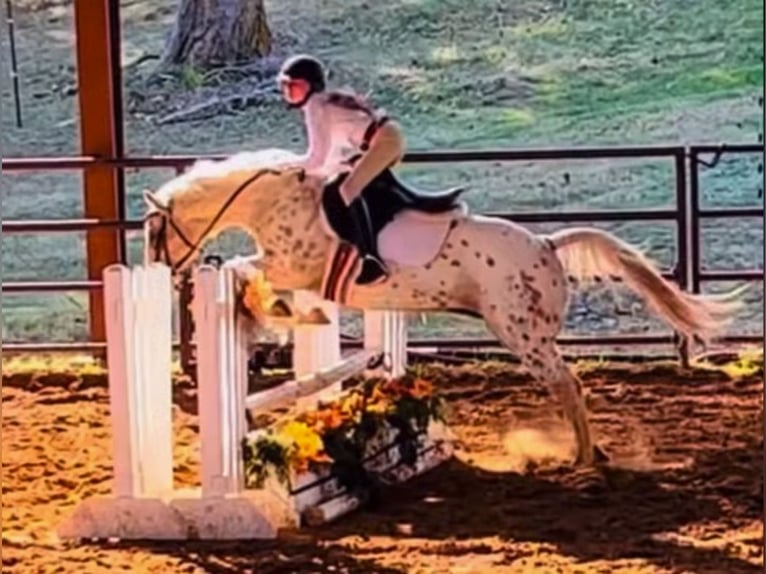 Quarter Pony Stute 9 Jahre 137 cm in Weatherford, TX