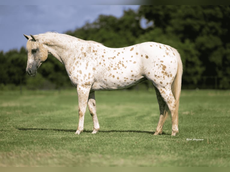 Quarter Pony Stute 9 Jahre 137 cm in Weatherford, TX