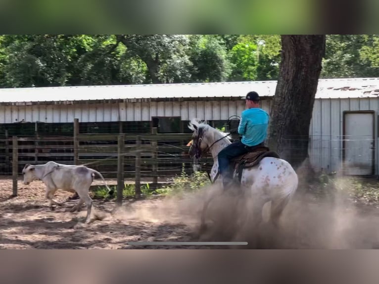 Quarter Pony Stute 9 Jahre 137 cm in Weatherford, TX