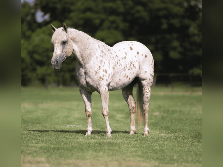 Quarter Pony Stute 9 Jahre 137 cm in Weatherford, TX