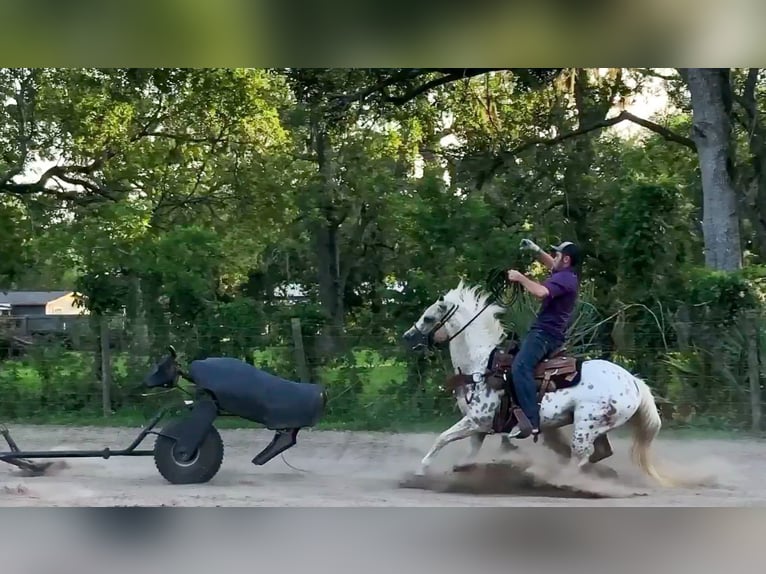 Quarter Pony Stute 9 Jahre 137 cm in Weatherford, TX