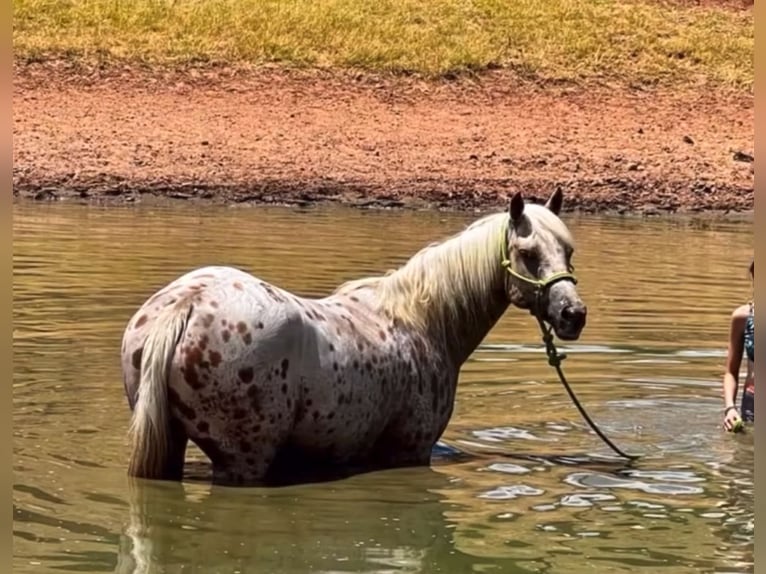 Quarter Pony Stute 9 Jahre 137 cm in Weatherford, TX