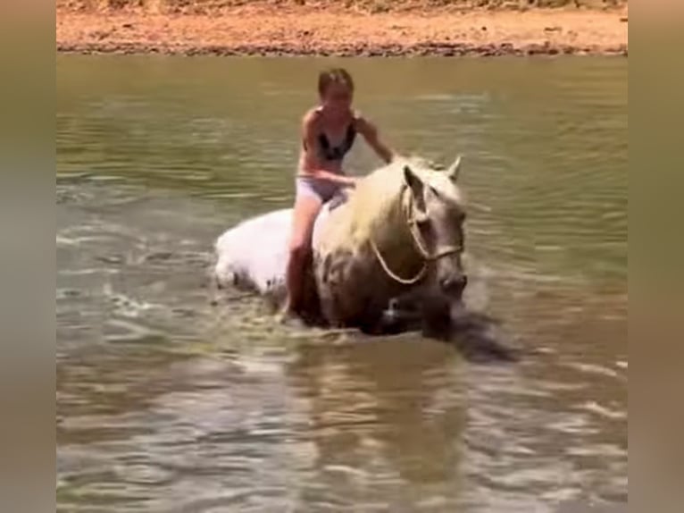 Quarter Pony Stute 9 Jahre 137 cm in Weatherford, TX