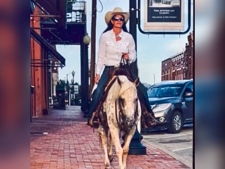 Quarter Pony Stute 9 Jahre 137 cm in Weatherford, TX