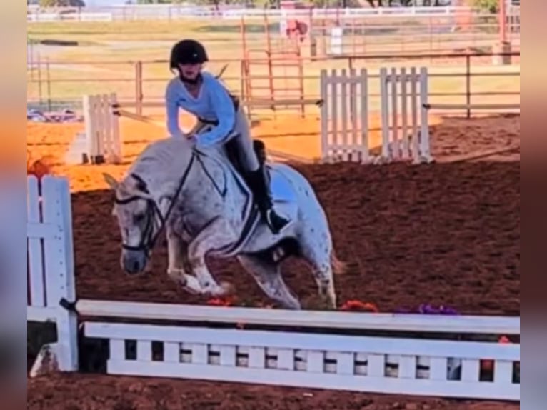 Quarter Pony Stute 9 Jahre 137 cm in Weatherford, TX