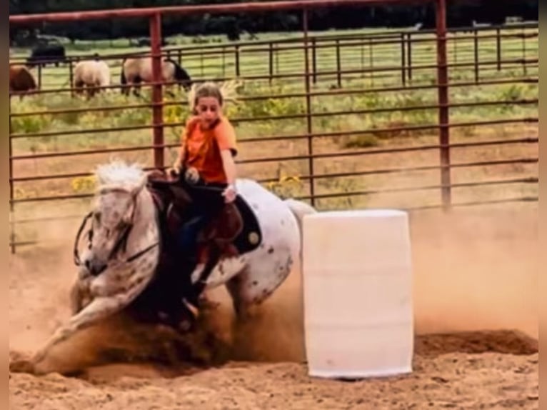 Quarter Pony Stute 9 Jahre 137 cm in Weatherford, TX