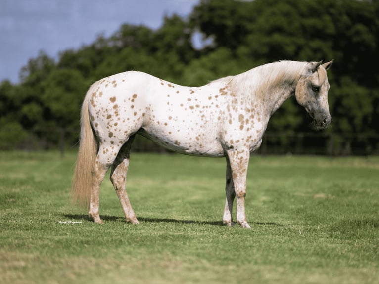 Quarter Pony Stute 9 Jahre 137 cm in Weatherford, TX