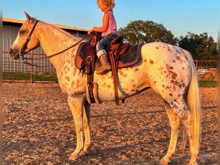 Quarter Pony Stute 9 Jahre 137 cm in Weatherford, TX