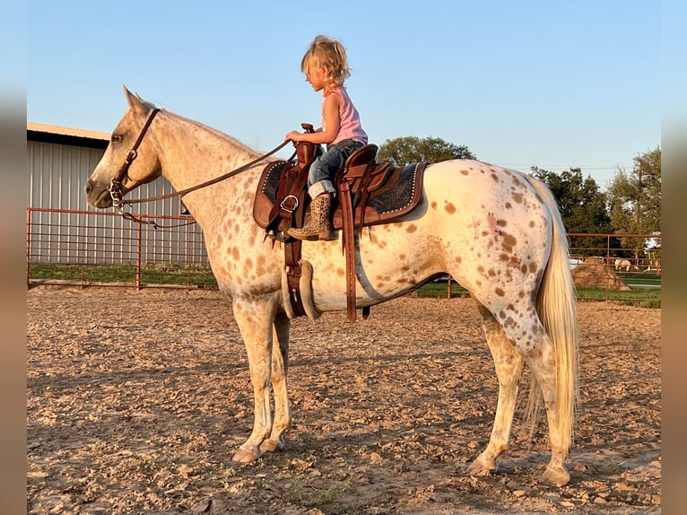 Quarter Pony Stute 9 Jahre 137 cm in Weatherford, TX