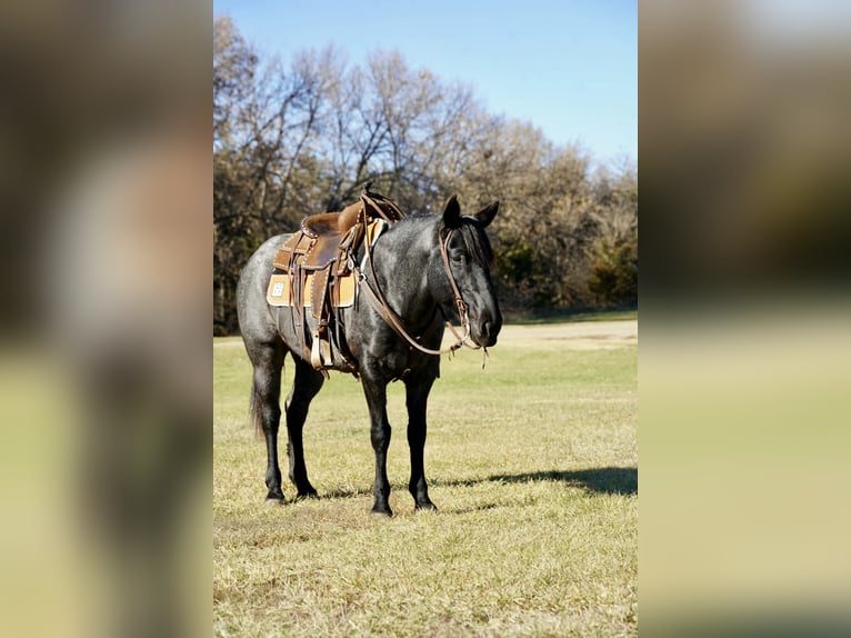 Quarter Pony Stute 9 Jahre 142 cm Roan-Blue in Corsica