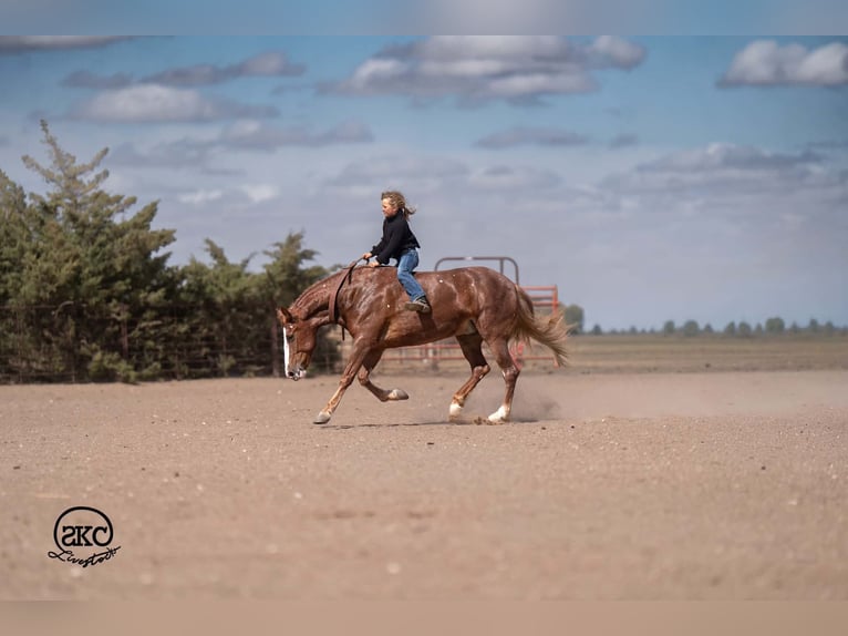 Quarter Pony Stute 9 Jahre 142 cm Rotfuchs in Canyon