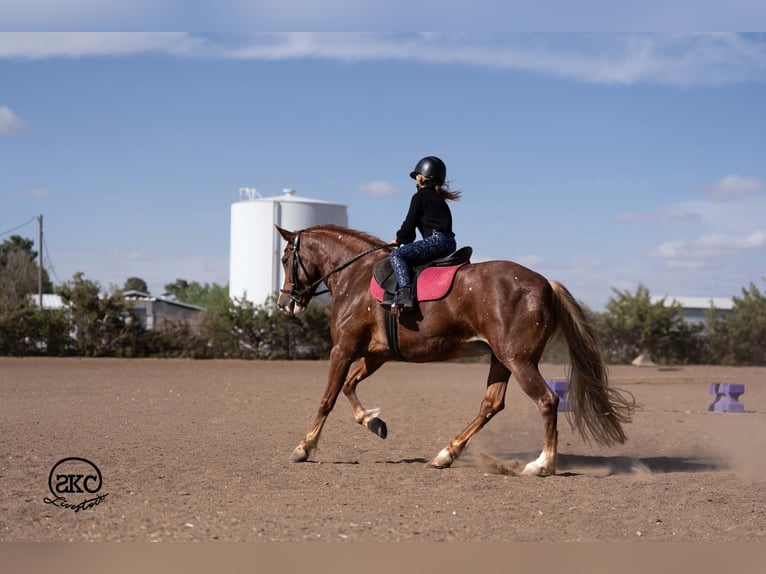 Quarter Pony Stute 9 Jahre 142 cm Rotfuchs in Canyon