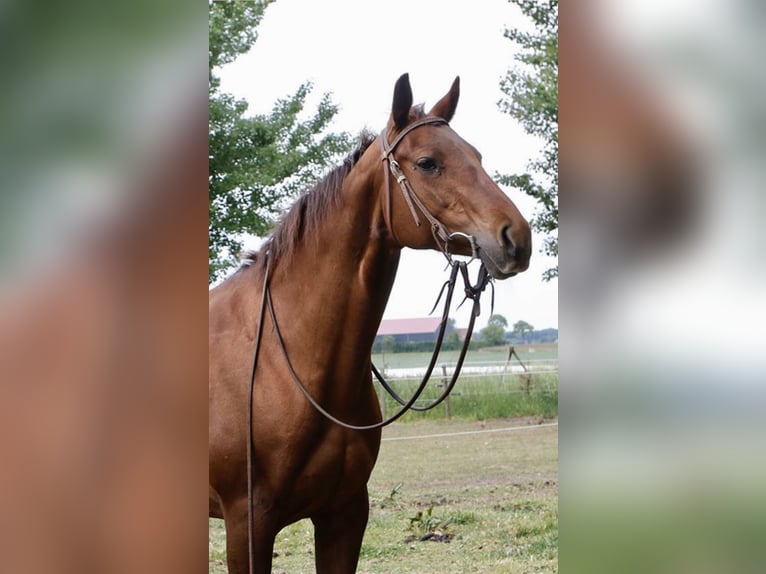 Quarter Pony Stute 9 Jahre 147 cm Fuchs in Roosendaal