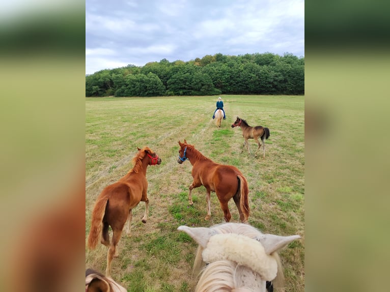 Quarter Pony Stute Fohlen (05/2026) 147 cm Fuchs in Hundsbach
