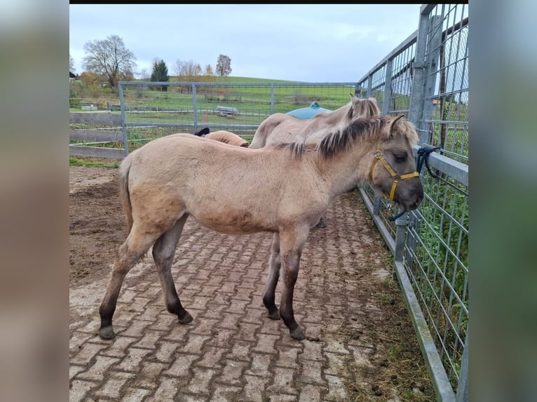 Quarter Pony Mix Stute Fohlen (04/2025) 150 cm in Bernbeuren Quarter Pony Mix Stute Fohlen (04/2025) 150 cm in Bernbeuren