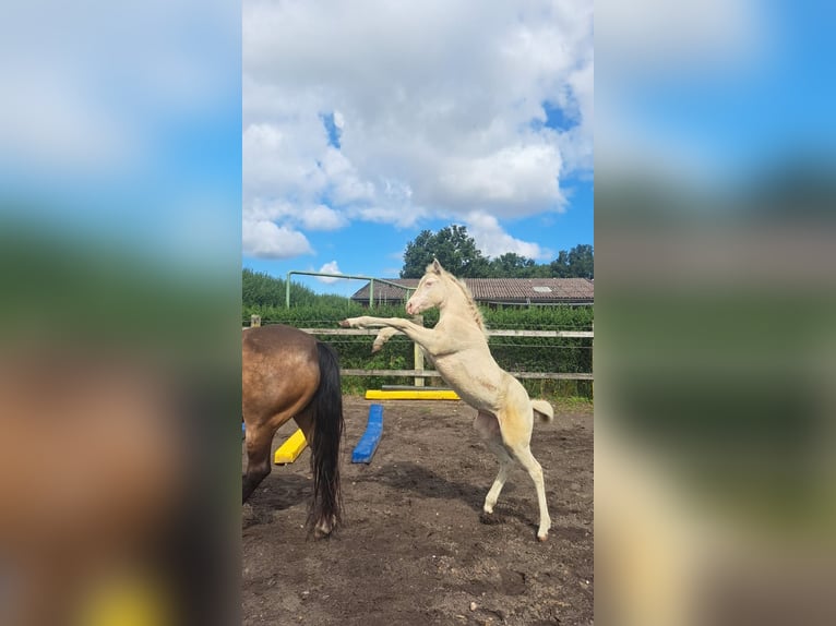 Quarter Pony Stute  Perlino in Voltlage