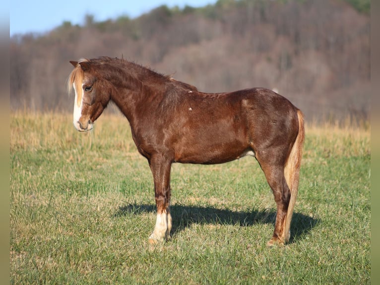 Quarter Pony Wałach 10 lat 122 cm Kasztanowatodereszowata in Brodhead