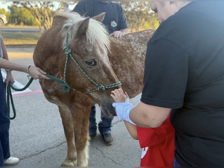 Quarter Pony Wałach 10 lat 130 cm Cisawa in Granbury
