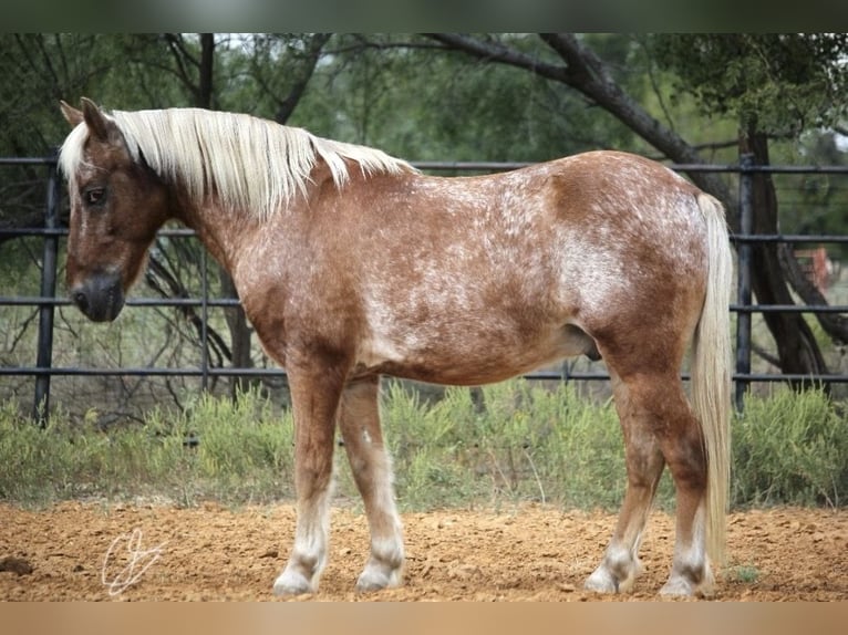 Quarter Pony Wałach 10 lat 130 cm Cisawa in Granbury