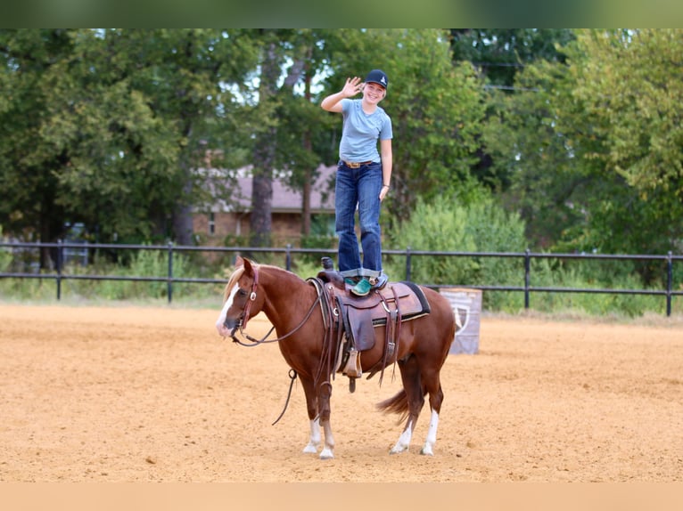 Quarter Pony Wałach 10 lat 132 cm Cisawa in Decatur, TX