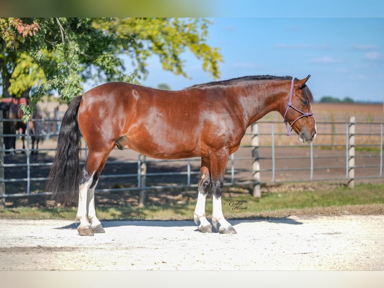 Quarter Pony Wałach 10 lat 137 cm Gniada in Independence