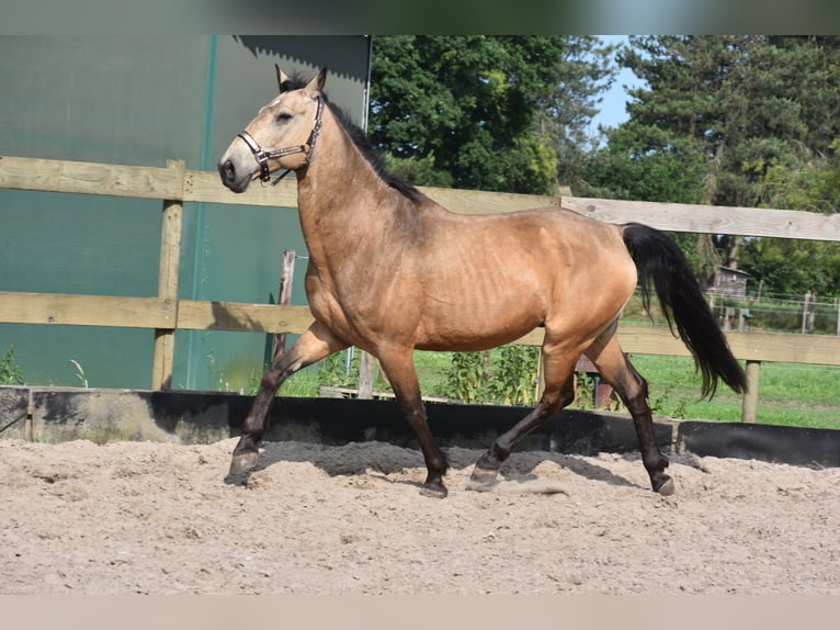 Quarter Pony Wałach 10 lat 155 cm Jelenia in Achtmaal
