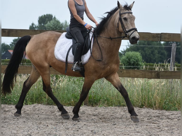 Quarter Pony Wałach 10 lat 155 cm Jelenia in Achtmaal