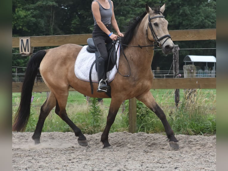 Quarter Pony Wałach 10 lat 155 cm Jelenia in Achtmaal