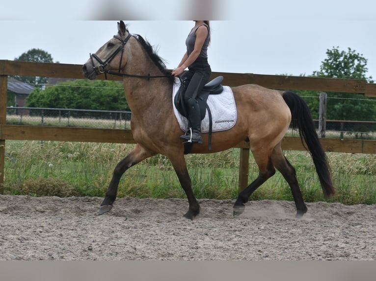 Quarter Pony Wałach 10 lat 155 cm Jelenia in Achtmaal