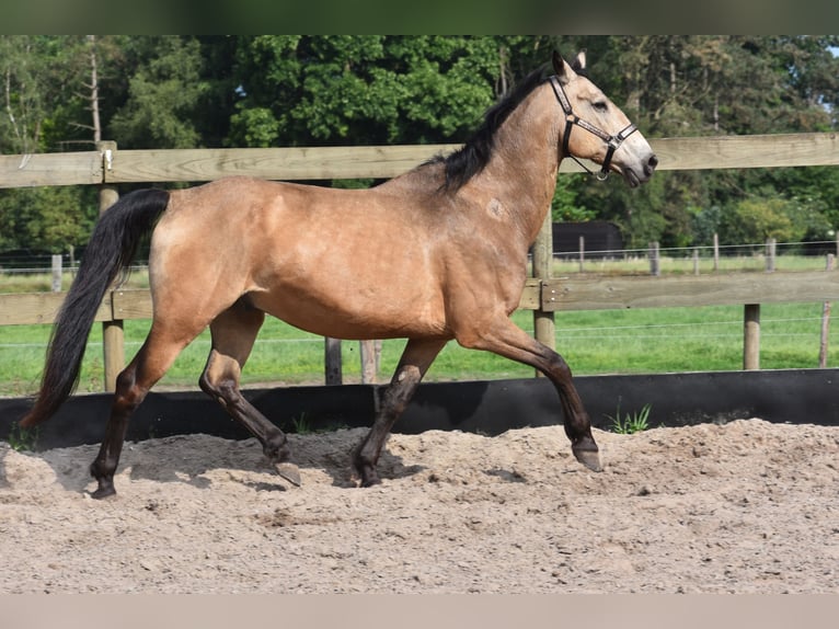 Quarter Pony Wałach 10 lat 155 cm Jelenia in Achtmaal