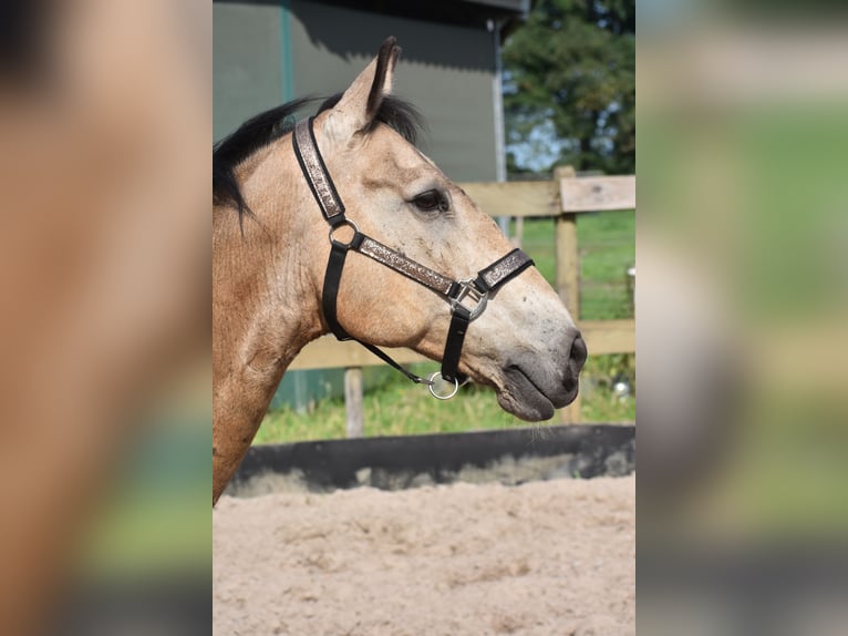 Quarter Pony Wałach 10 lat 155 cm Jelenia in Achtmaal