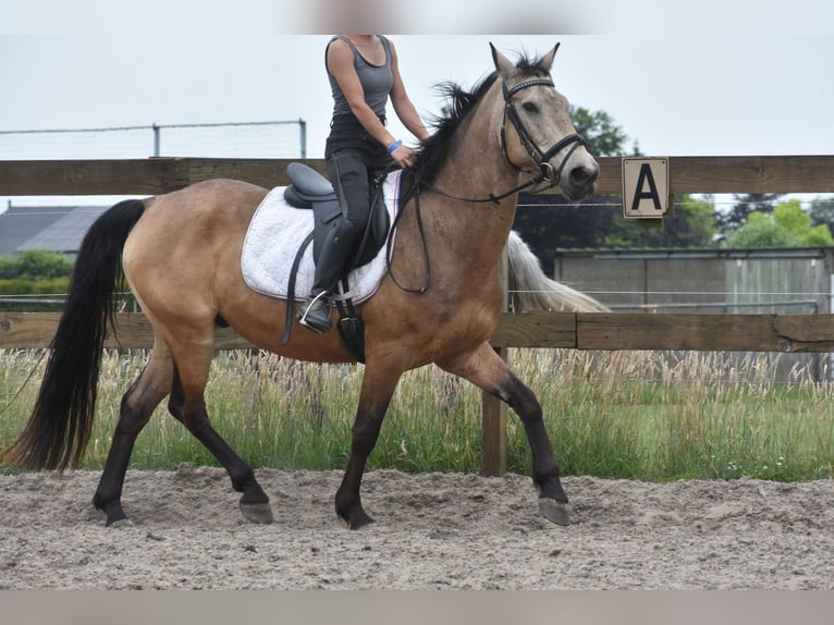 Quarter Pony Wałach 10 lat 155 cm Jelenia in Achtmaal