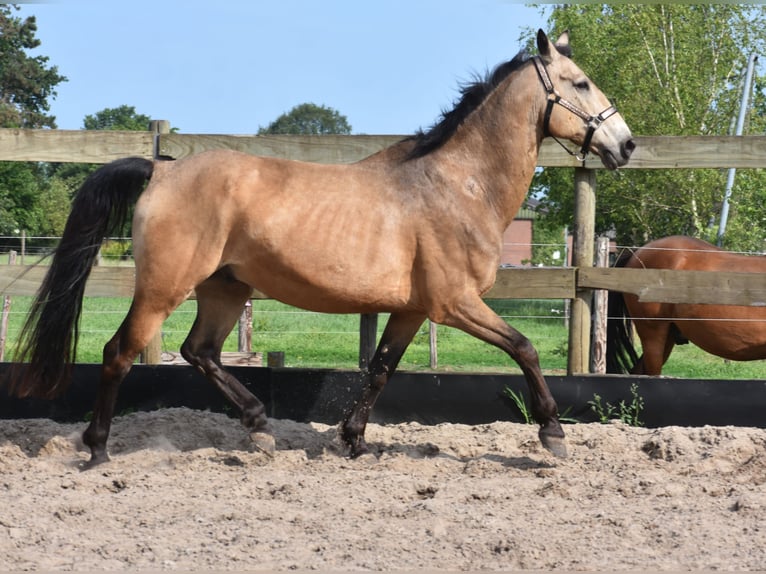 Quarter Pony Wałach 10 lat 155 cm Jelenia in Achtmaal