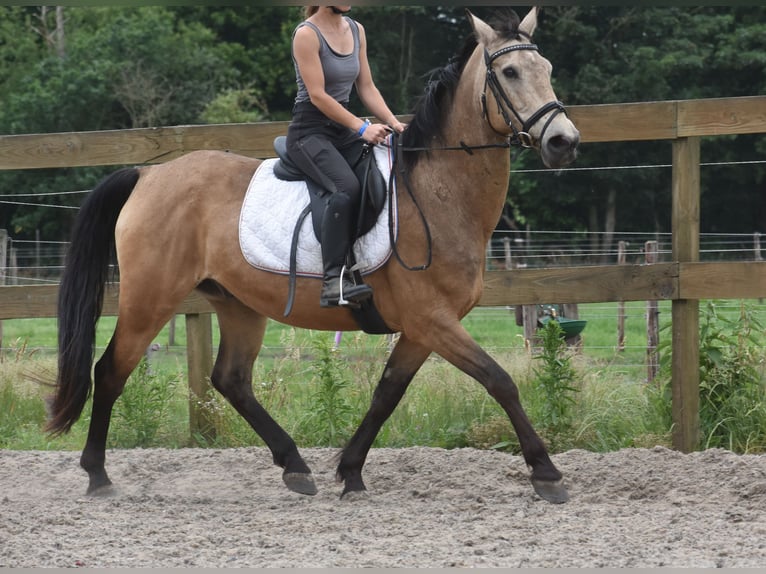 Quarter Pony Wałach 10 lat 155 cm Jelenia in Achtmaal