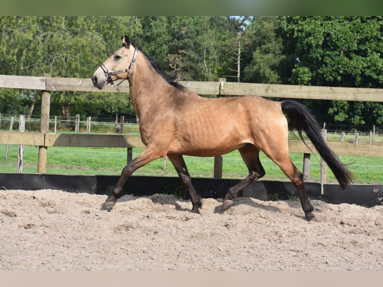 Quarter Pony Wałach 10 lat 155 cm Jelenia in Achtmaal