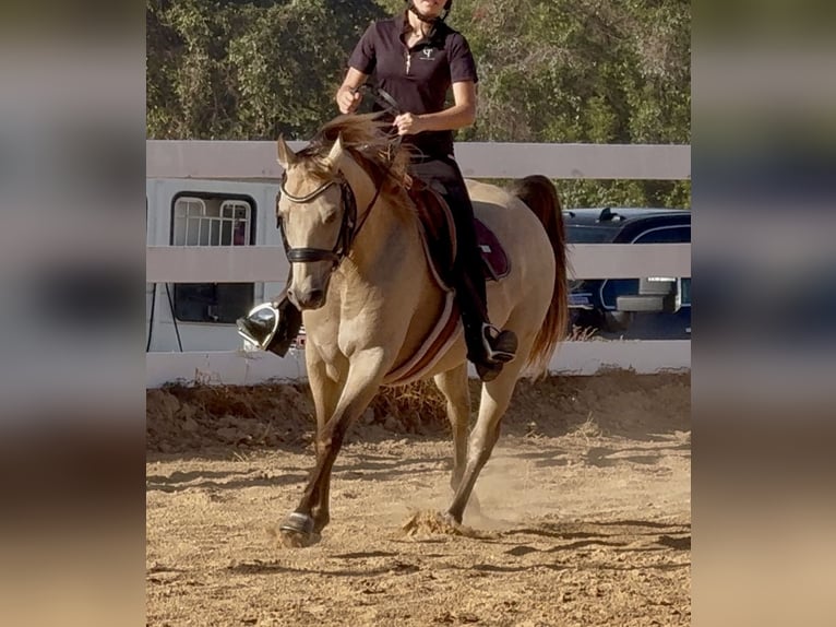 Quarter Pony Wałach 10 lat Jelenia in Weatherford