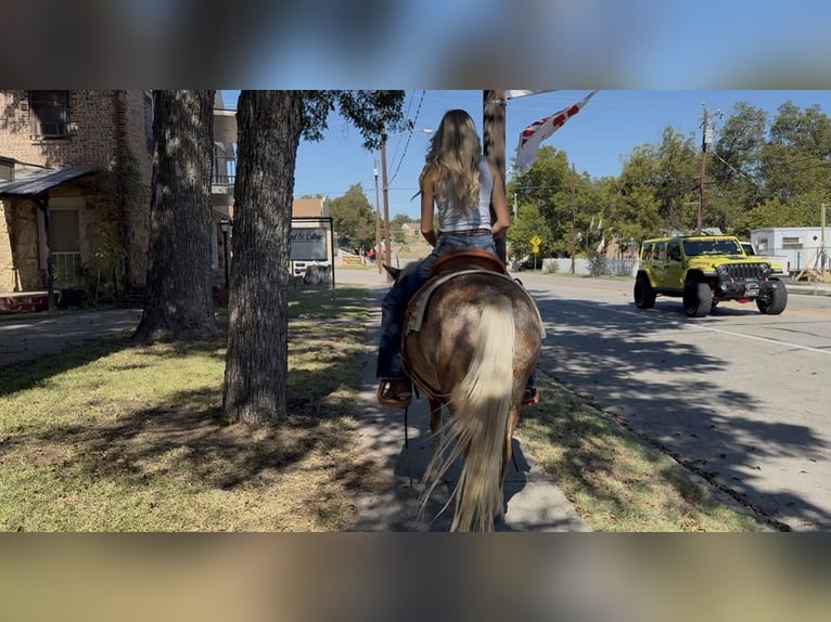 Quarter Pony Wałach 11 lat 130 cm Cisawa in Granbury