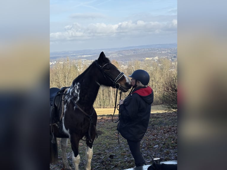 Quarter Pony Mix Wałach 11 lat 147 cm Srokata in IserlohnIserlohn