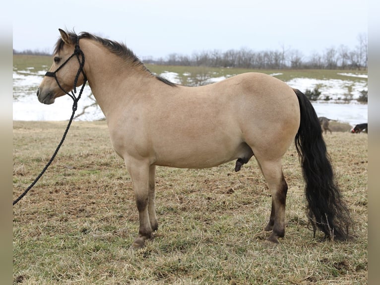 Quarter Pony Wałach 12 lat 135 cm Jelenia in Wallingford