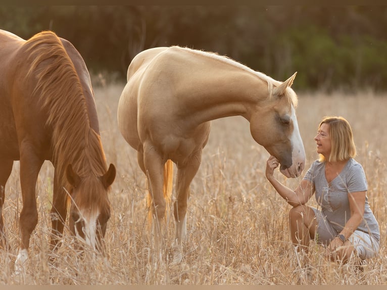 Quarter Pony Wałach 13 lat 150 cm Izabelowata in Felanitx