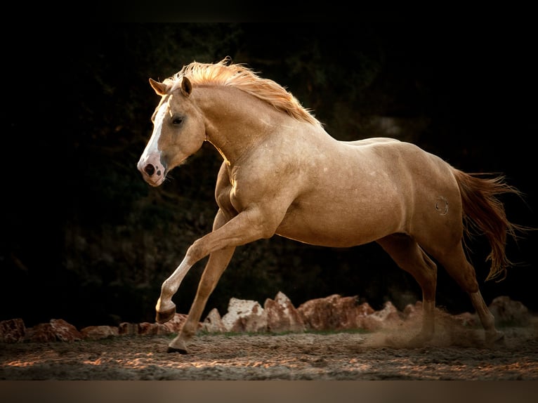 Quarter Pony Wałach 13 lat 150 cm Izabelowata in Felanitx