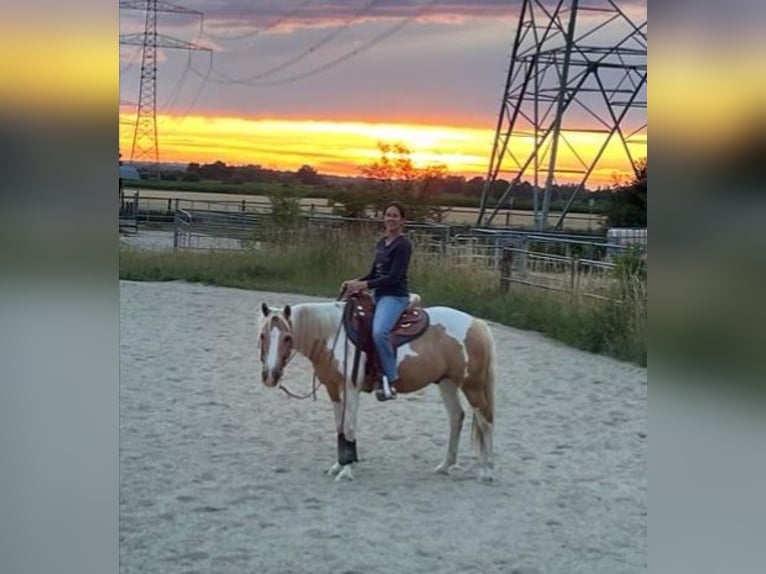 Quarter Pony Wałach 14 lat 140 cm Srokata in Horgau