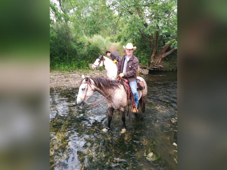 Quarter Pony Wałach 15 lat 151 cm  in Kyffhäuserland