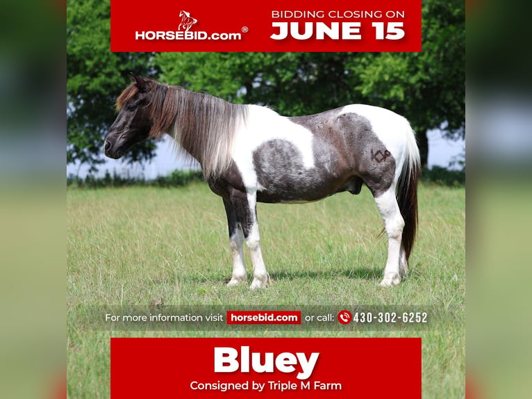 Quarter Pony Wałach 19 lat 132 cm Srokata in Forney