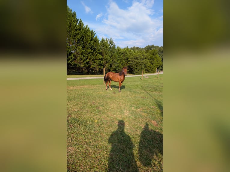 Quarter Pony Mix Wałach 2 lat 132 cm Gniada in Mount Pleasant MC