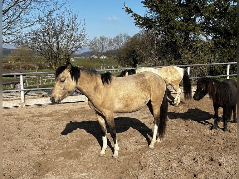 Quarter Pony Wałach 2 lat 145 cm Jelenia in Bovenden