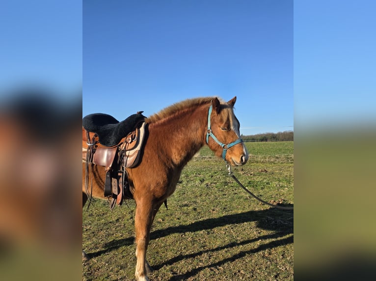 Quarter Pony Wałach 3 lat 136 cm Rabicano in Rettert