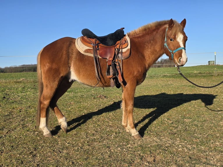 Quarter Pony Wałach 3 lat 136 cm Rabicano in Rettert