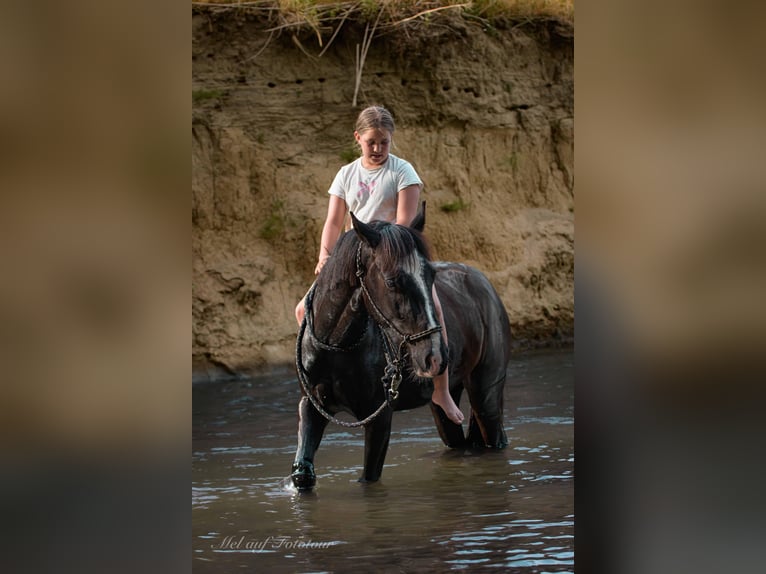 Quarter Pony Mix Wałach 3 lat 144 cm Kara in Bad Salzdetfurth